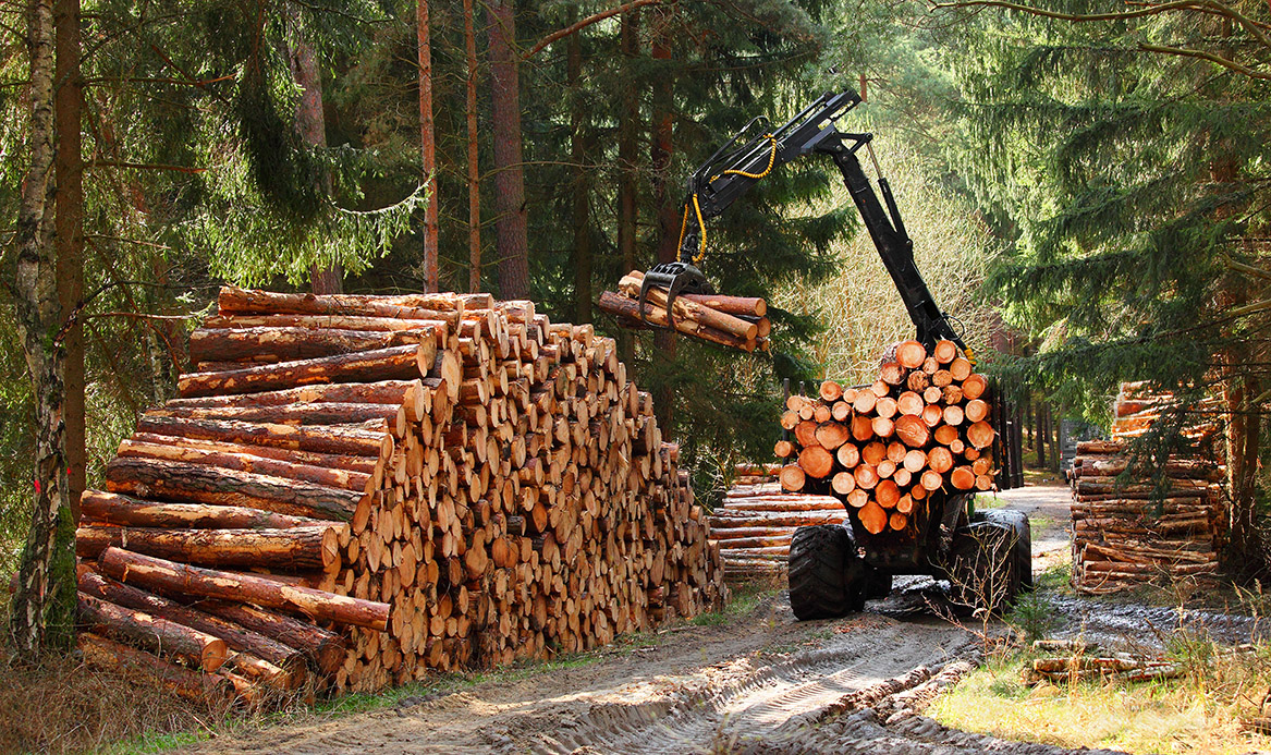 Lumberjack with modern harvester working in a forest. Wood as a