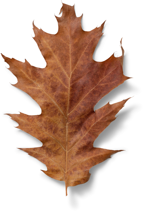 dried red oak leaf